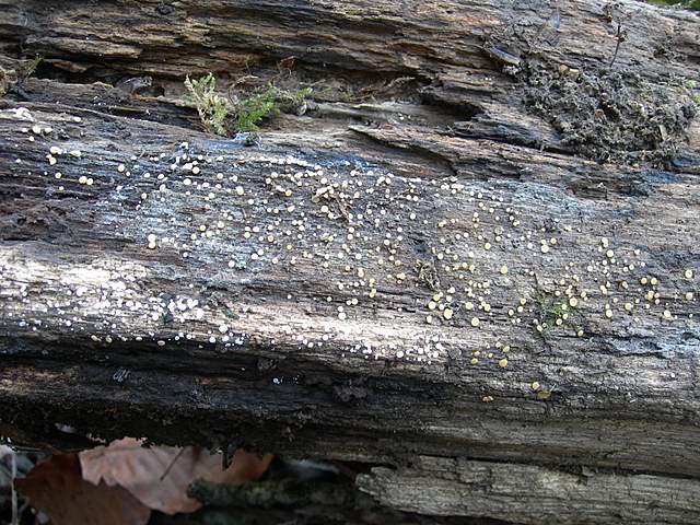 Ritorno  nel  bosco  alluvionale  di  Flh